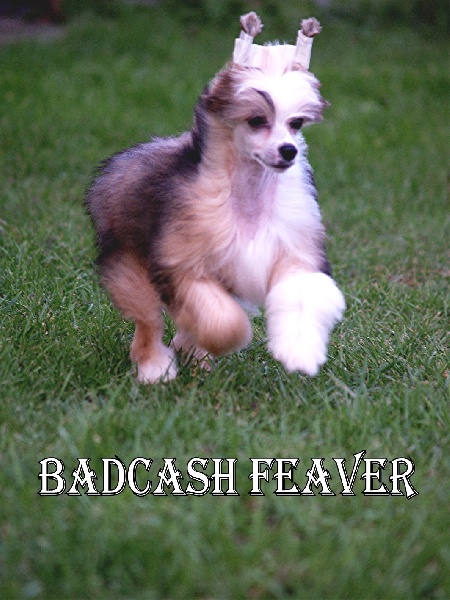 Badcash Fever