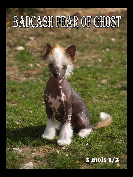 Badcash Fear of ghost
