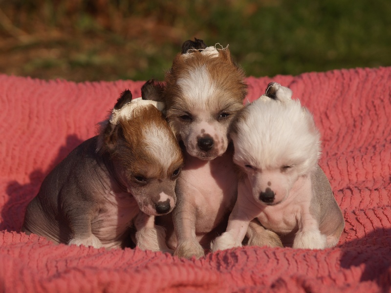 Chiot Chien chinois à crête Badcash